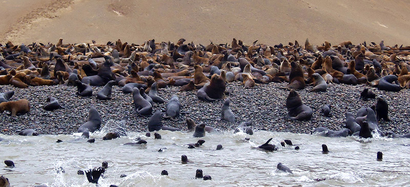 Isla San Gallan com as focas